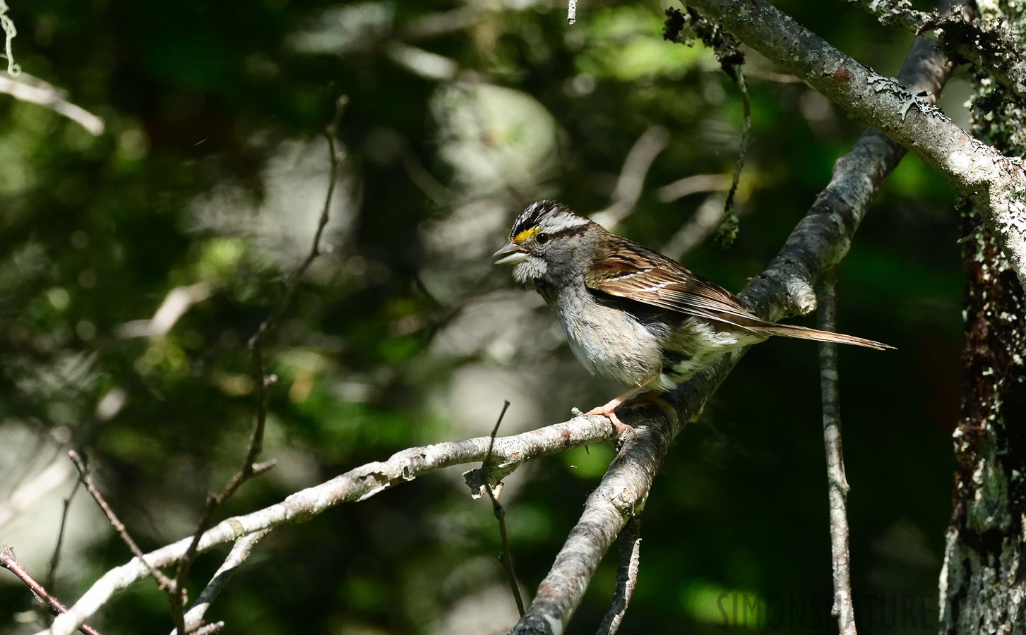 Zonotrichia albicollis [400 mm, 1/1000 Sek. bei f / 8.0, ISO 1600]